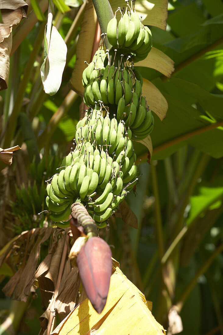 Banana plant on the plantation Grand Cafe Belair, Sainte-Marie, Caribbean, America