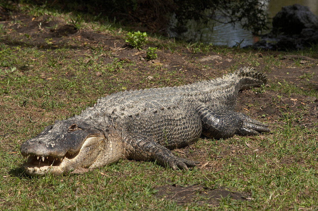 Wild alligator, Everglades, Florida USA