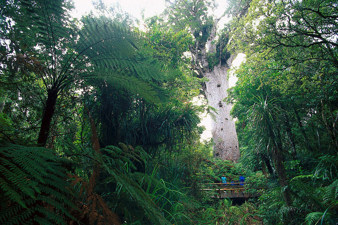 Tane Mahuta, Gott des Waldes, Hoechster Kauri NZ´s, Waipoua Forest Nordinsel, Neuseeland