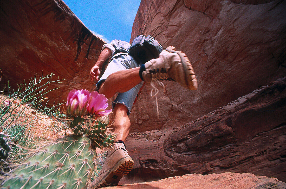 Wanderer Kaktusbluete, Arizona USA