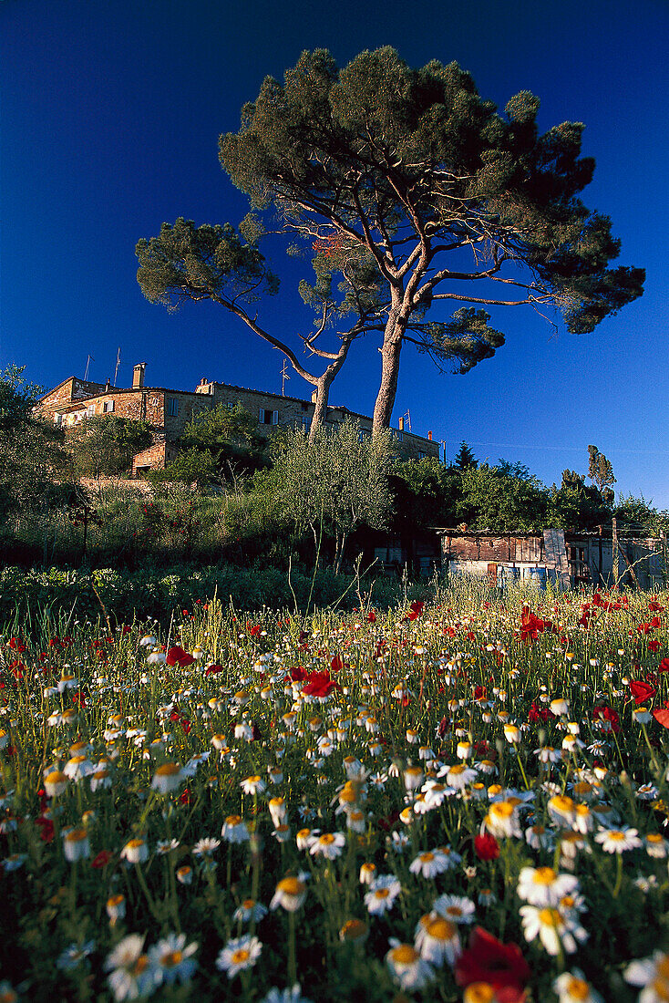 Blumenwiese mit Margeriten und Mohnblumen, Murlo, Siena, Toskana, Italien