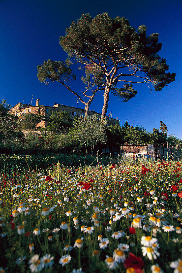 Flower meadow with Marguerites and poppies, Murlo, Siena, Toskana, Blumenwiese Italien