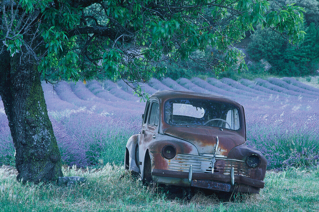 Autowrack vor Lavendelfeld, Alpes de Haute Provence Provence, Frankreich