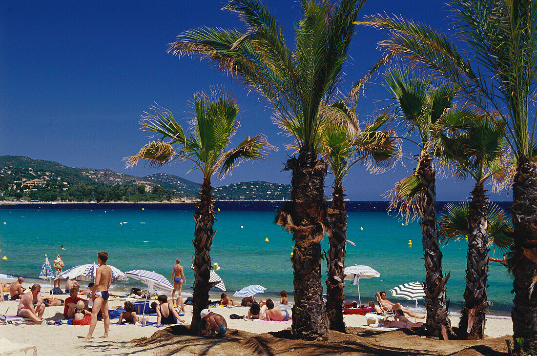 Palmen, Strand, Meer, Cote d´Azur, Var Provence, Frankreich