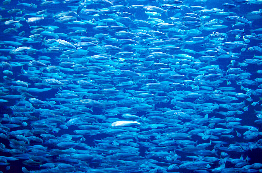 Fische, Aquarium, Loro Parque, Puerto de la Cruz, Teneriffa, Kanarische Inseln, Spanien, Europa