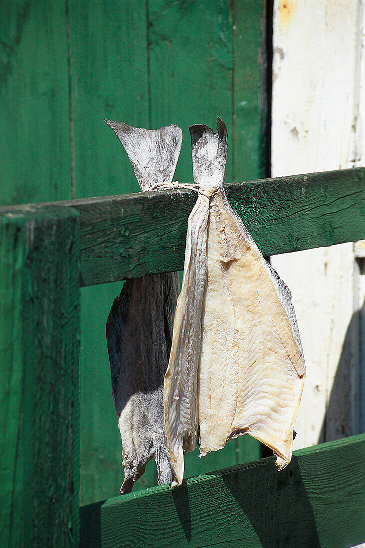 Fisch zum Trocknen aufgehängt, Trockenfisch, Norwegen