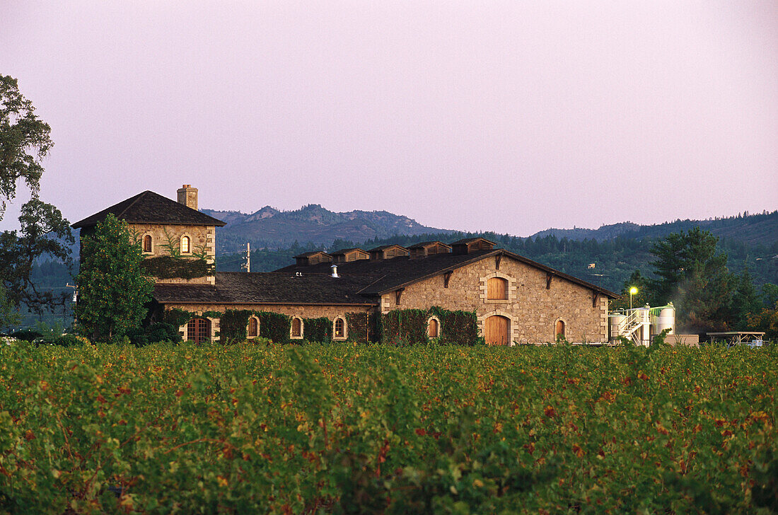 Sattui V. Weingut hinter Weinfeld, Napa Valley, Kalifornien, USA, Amerika