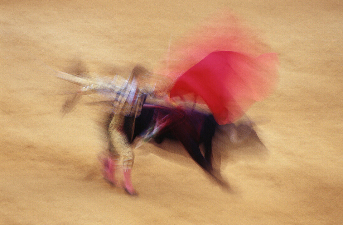 Torrero and bull at a bullfight, Corrida de Toros, Jerez de la Frontera, Cadiz, Andalusia, Spain, Europe