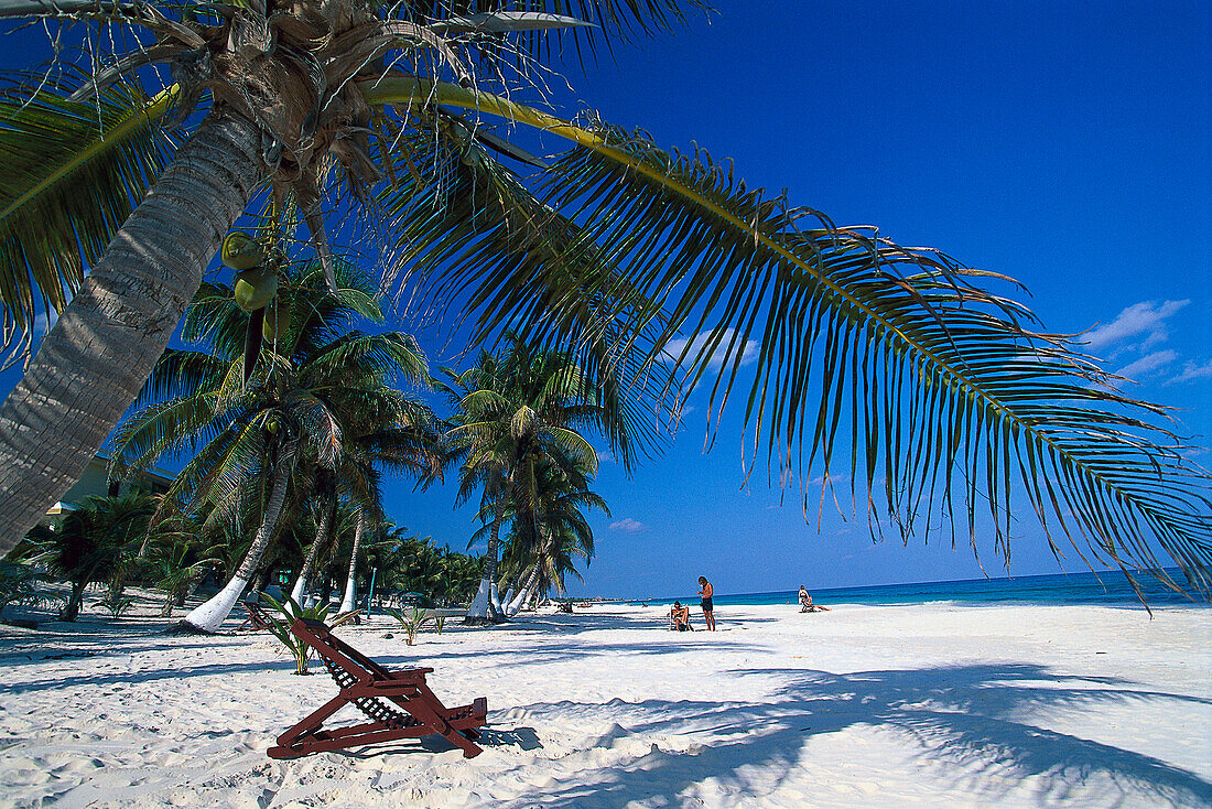 Palmenstrand mit Liegestühl, Karibikküste südl. Tulum, Quintana Roo, Halbinsel Yucatán, Mexiko