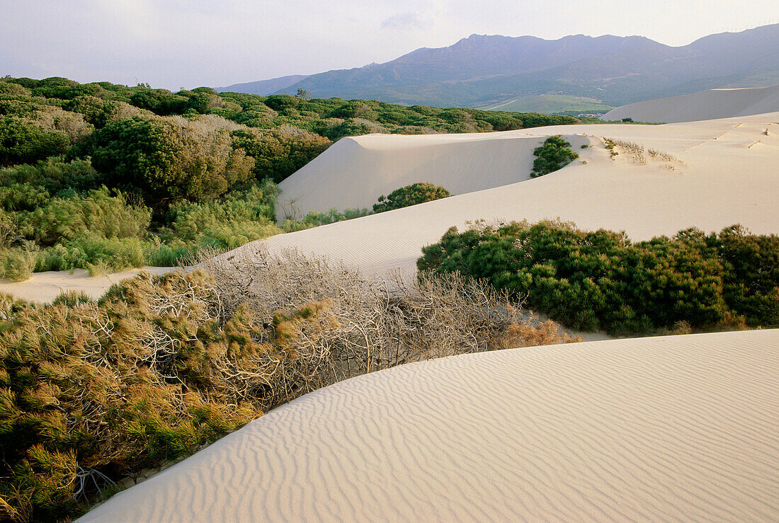 Wandernde Sanddüne, Punta Paloma, in der Nähe von Tarifa, Costa de la Luz, Provinz Cadiz, Andalusien, Spanien