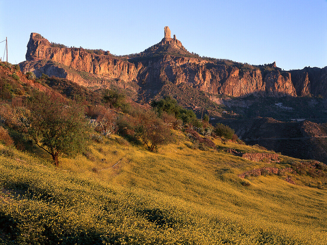 Rapsfeld neben Roque Nublo in der nähe von Tejada, Gran Canaria, Kanarische Inseln, Spanien