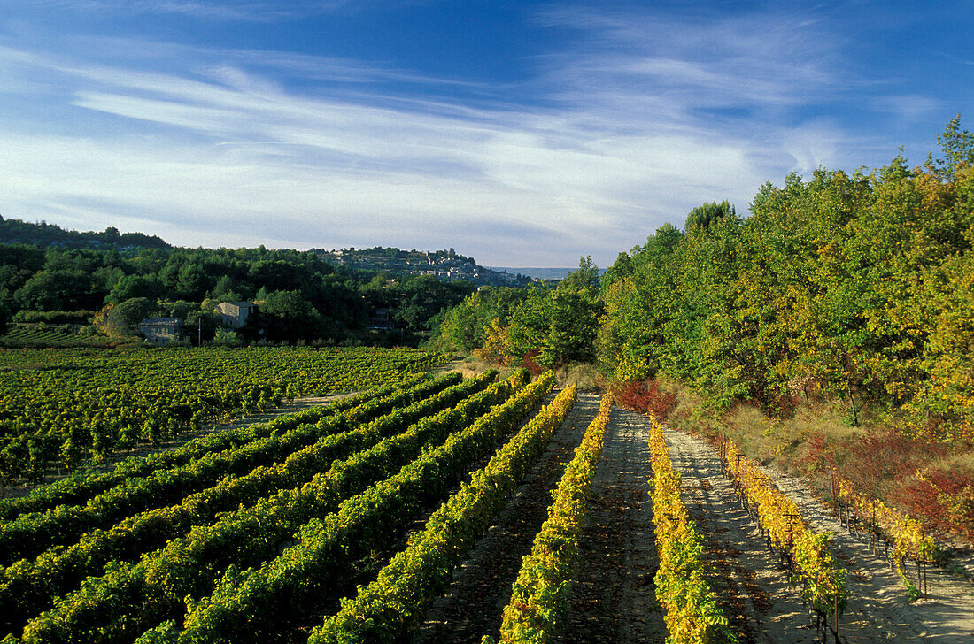 Vineyards, village Lacoste in the background, Luberon mountains, Vaucluse, Provence, France
