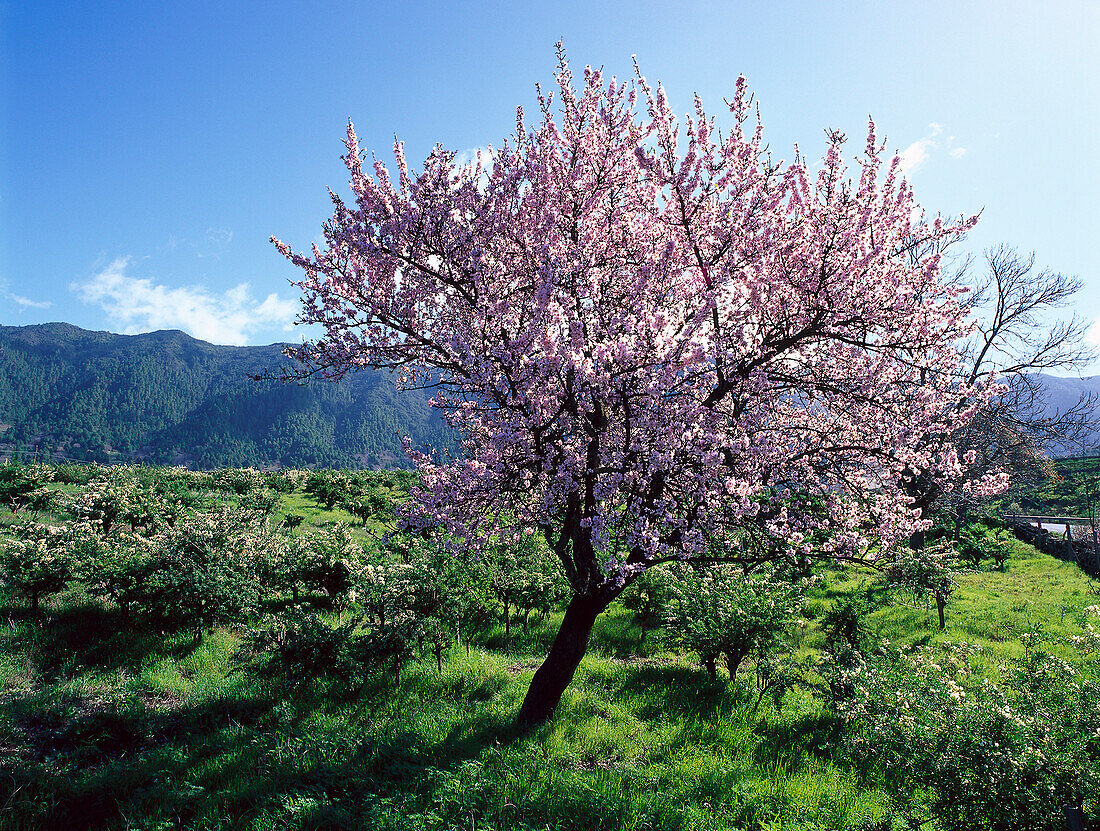 Almond blossom, La Palma, Canary Islands, Spain