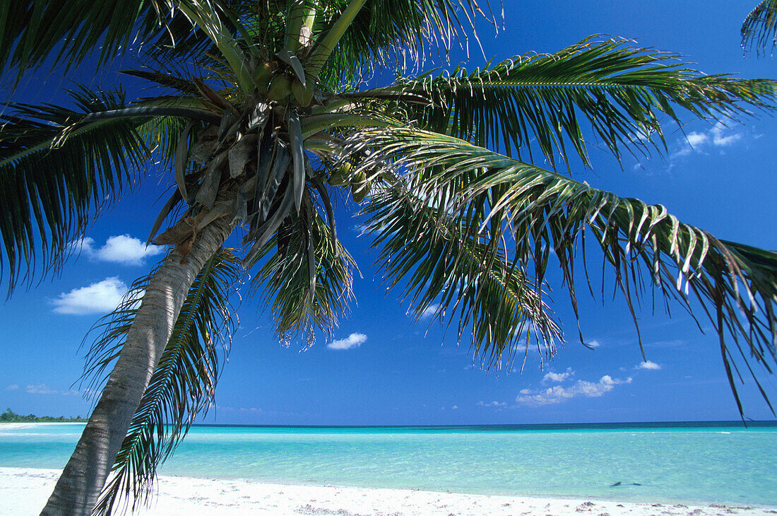 Palmenstrand, Karibikküste südlich von Tulum, Quintana Roo, Halbinsel Yucatán, Mexiko