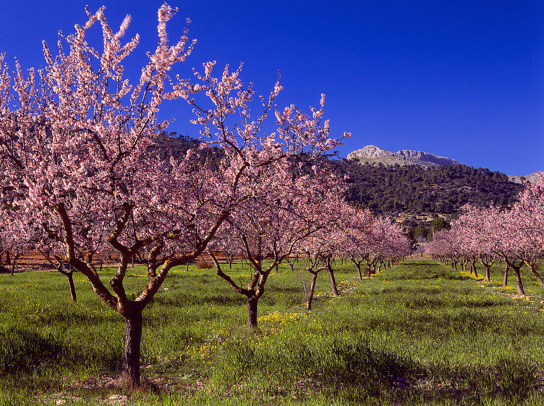 Almond tree blossom, Majorca, Spain