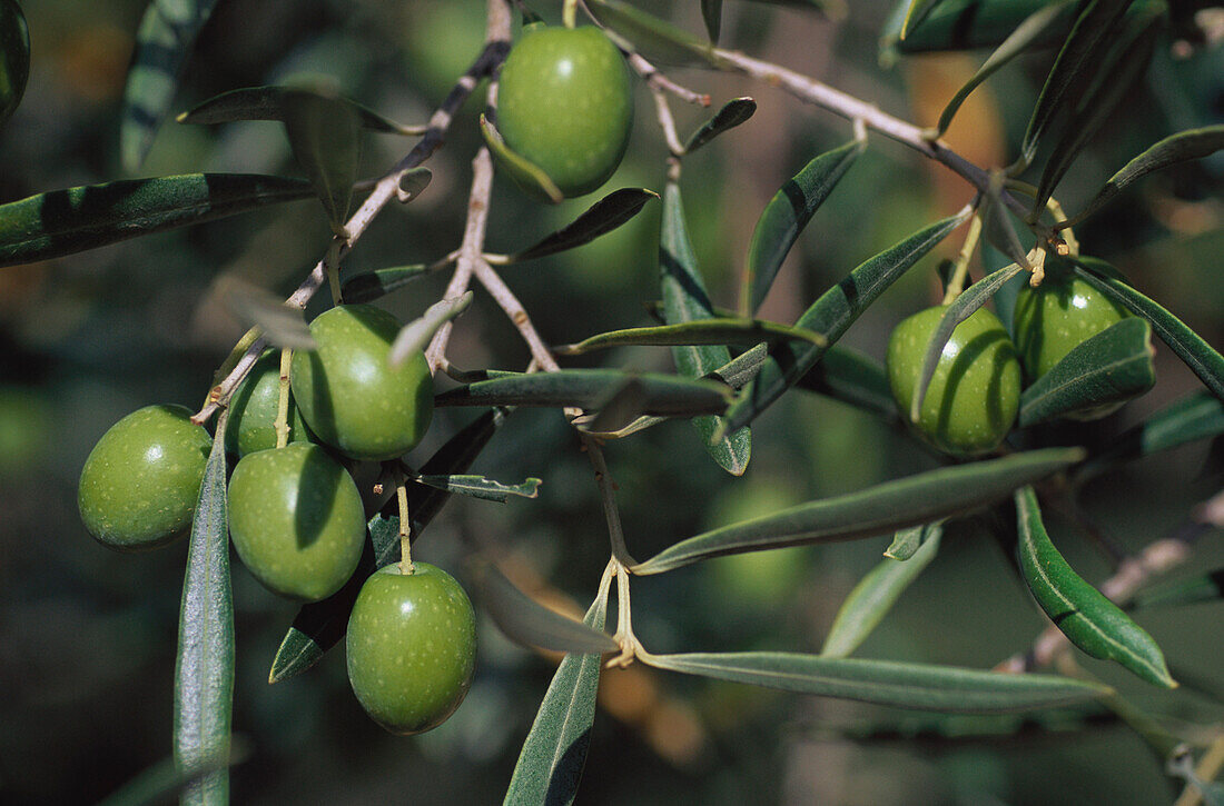 Olives on a tree, Andalusia, Spain, Europe