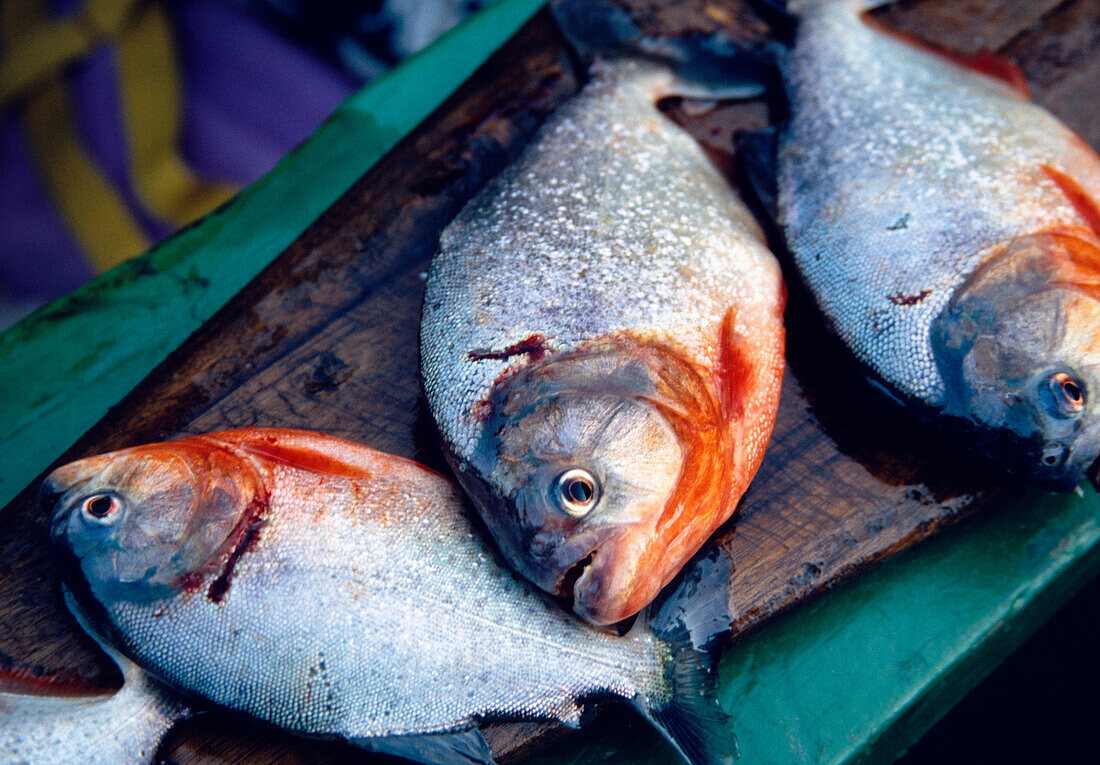 Catched piranhas, Amazonia, Brazil