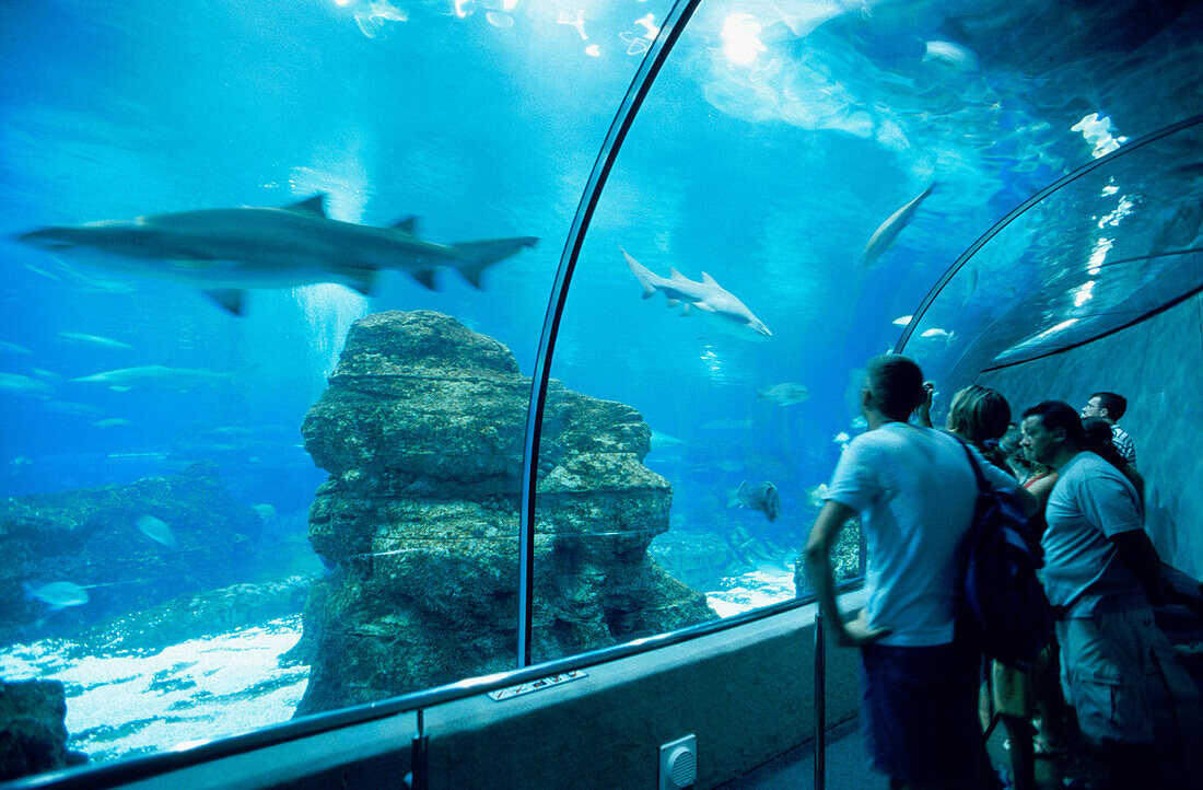 Underwater tunnel in an aquarium, L'Aquarium, Moll D'Espana, Barcelona, Catalonia, Spain