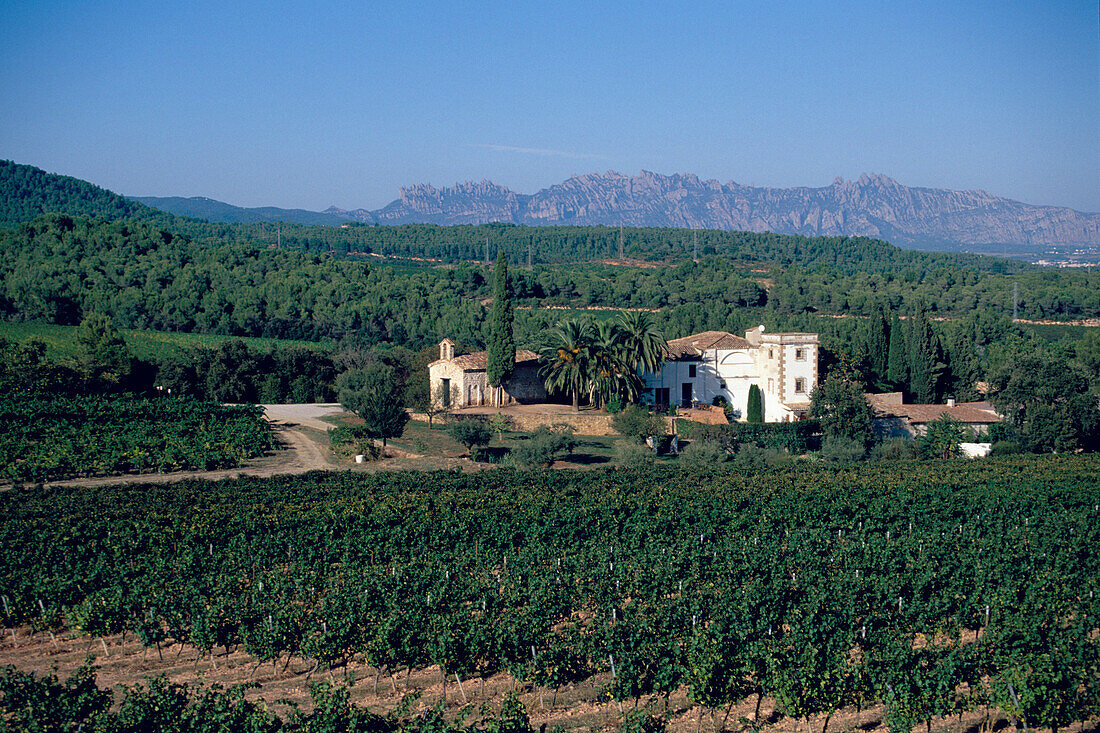 Weinberg mit Weingut, Sta. Margarita d'Agulladolc, Torres Riserva Real, Penedes, Katalonien, Spanien