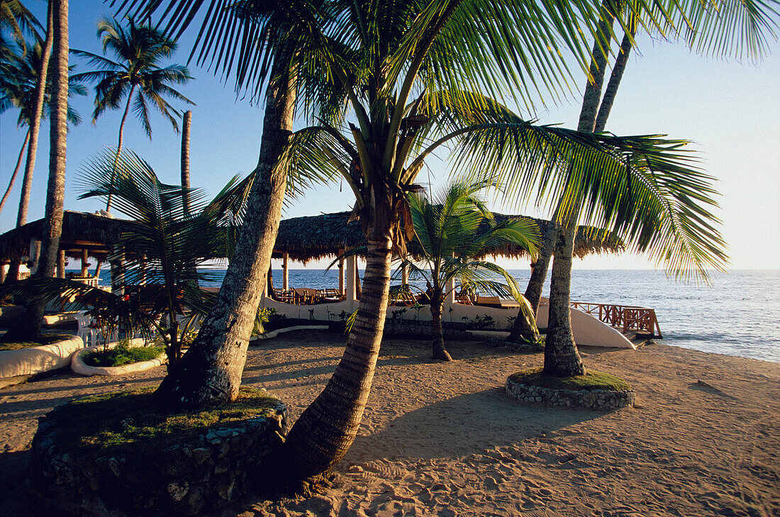 Palm trees, sandy beach and beach huts, Hotelbeach of Juan Dollo, Puerto Plata, Dominican Republic, Caribbean