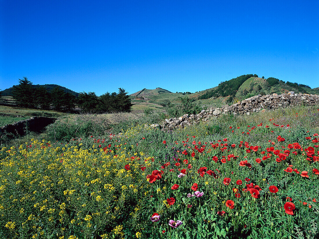 Poppy seed field and wall, Fields, San Andrés, El Hierro, Canary Islands, Spain