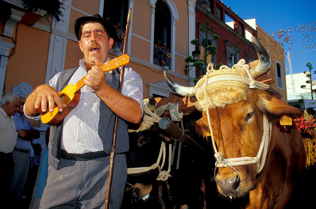 Musician and cart pulled by of oxen, Romeria Festival, Folklore, Galdar, Canary Islands, Spain