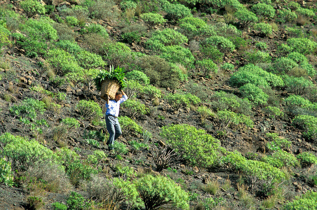 Bauer mit Korb, Futterpflanzen, Spain Canary Islands