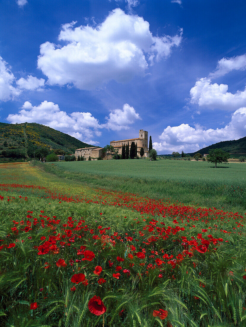 Blick über das Mohnfeld auf Abtei Sant' Antimo, Sant' Antimo, Lucca, Toskana, Italien