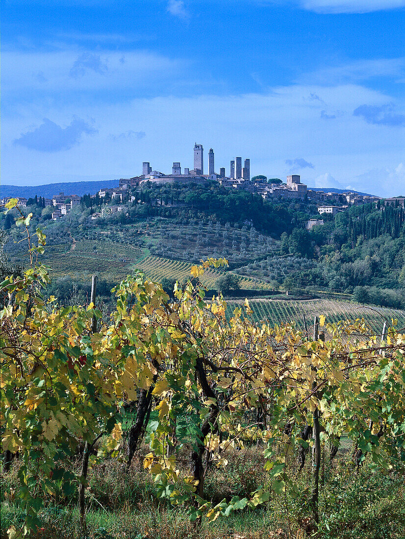 Blick vom Weinberg auf  San Gimignano, Toskana, Italien