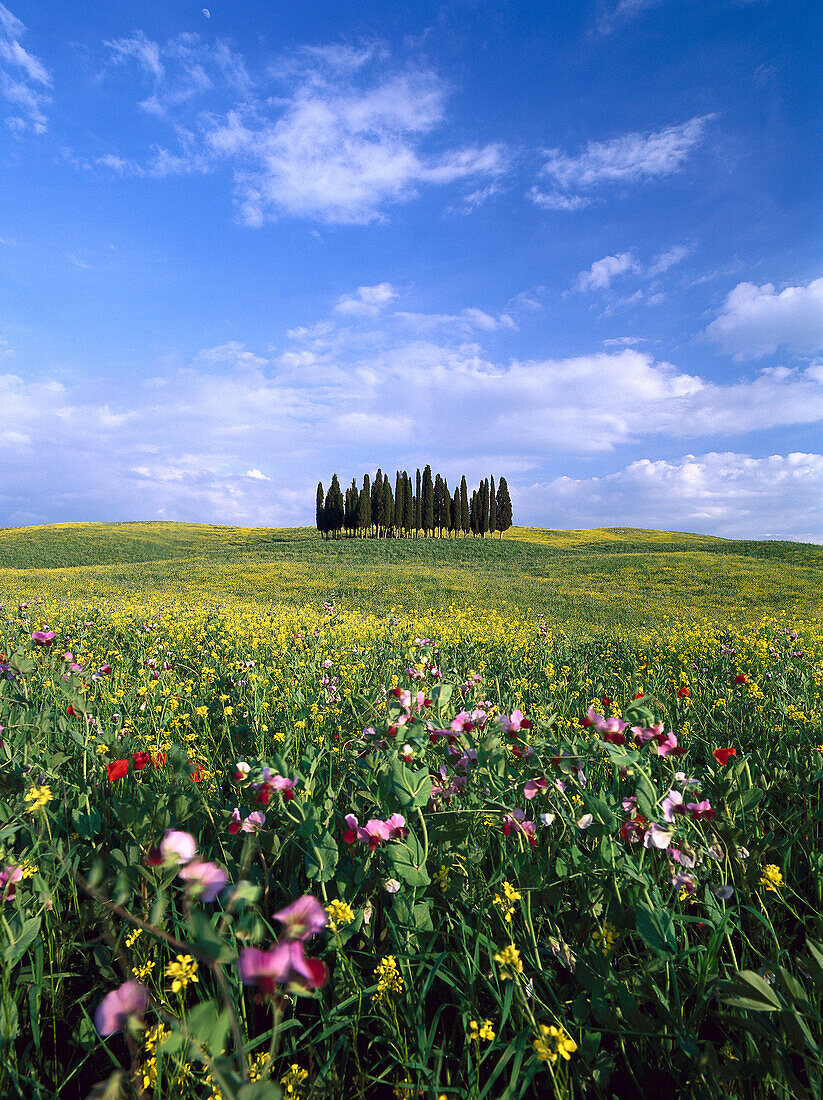 Flower meadow and cypresses, Tuscany, Italy