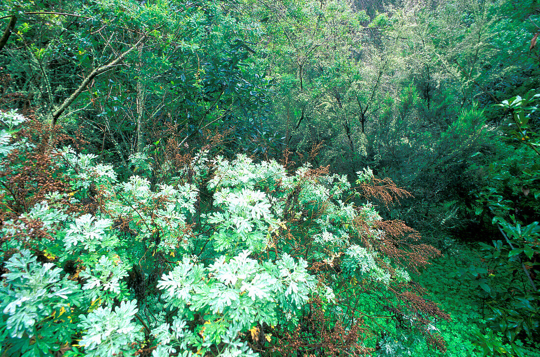 Lauren forest Los Tilos, Barranco de Moya, Canary Islands, Spain