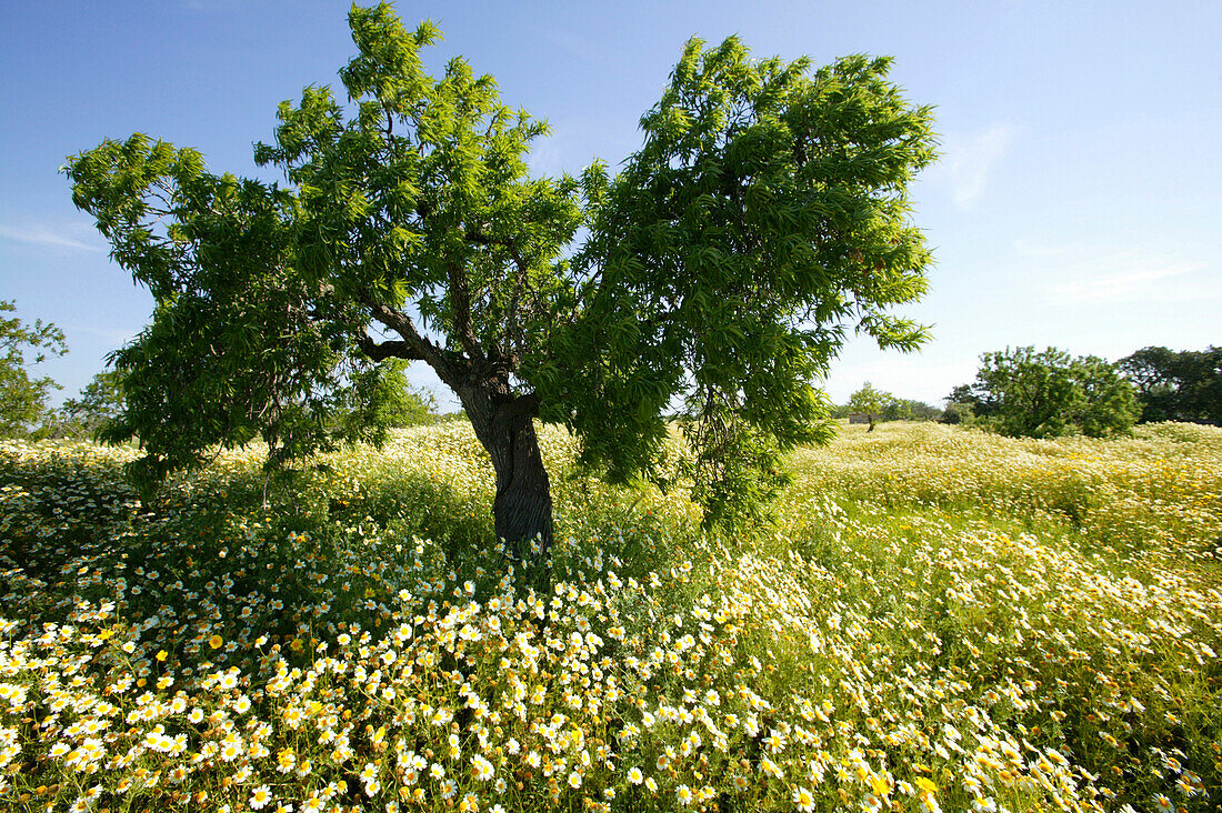 Landscape with almond tree and field of flowers, near Llombards, south, Majorca, Balearic Islands, Spain
