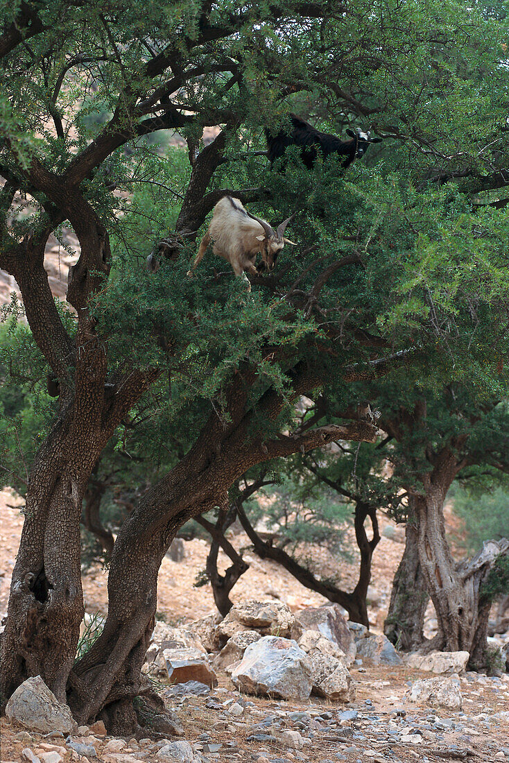 Goats on Arganien, Anti-Atlas Marocco