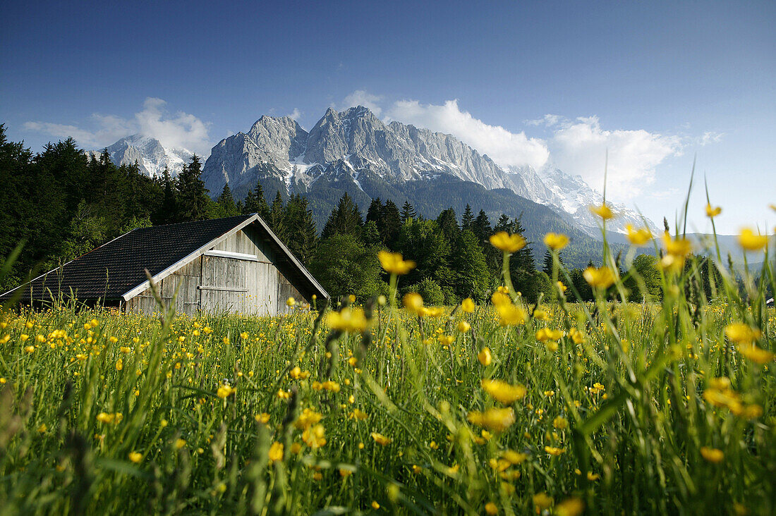 Barn on meadow, Wettersteingebirge with Zugspitze in background, Garmisch-Partenkirchen, Bavaria, Germany