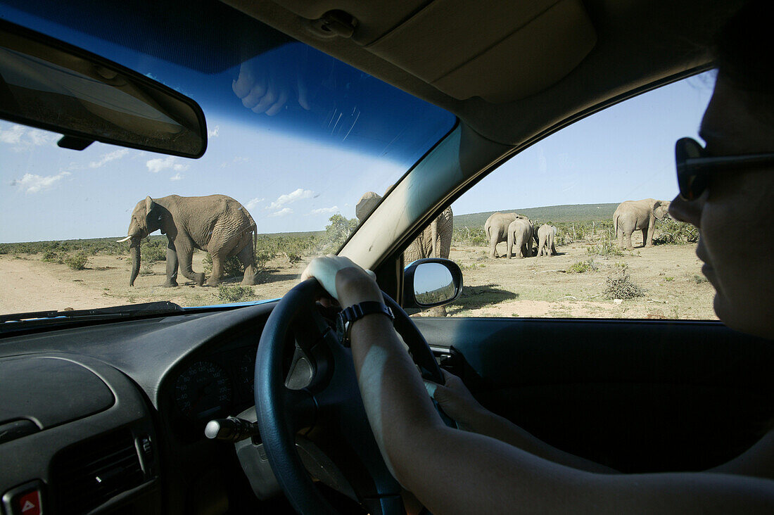 Frau beobachtet, Afrikanische Elefanten vom Auto aus, safari, Addo Elephant Park, Eastern Cape, Südarfika