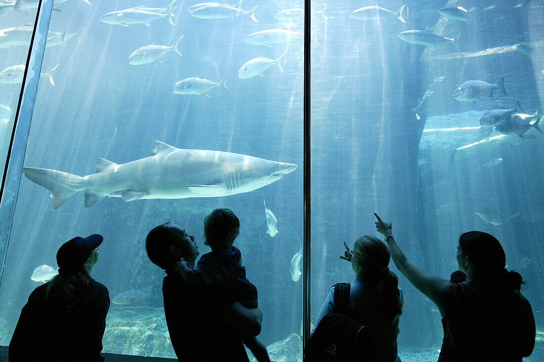 Haie, besucher, Two Oceans Aquarium, Kapstadt, Westkap, Südafrika