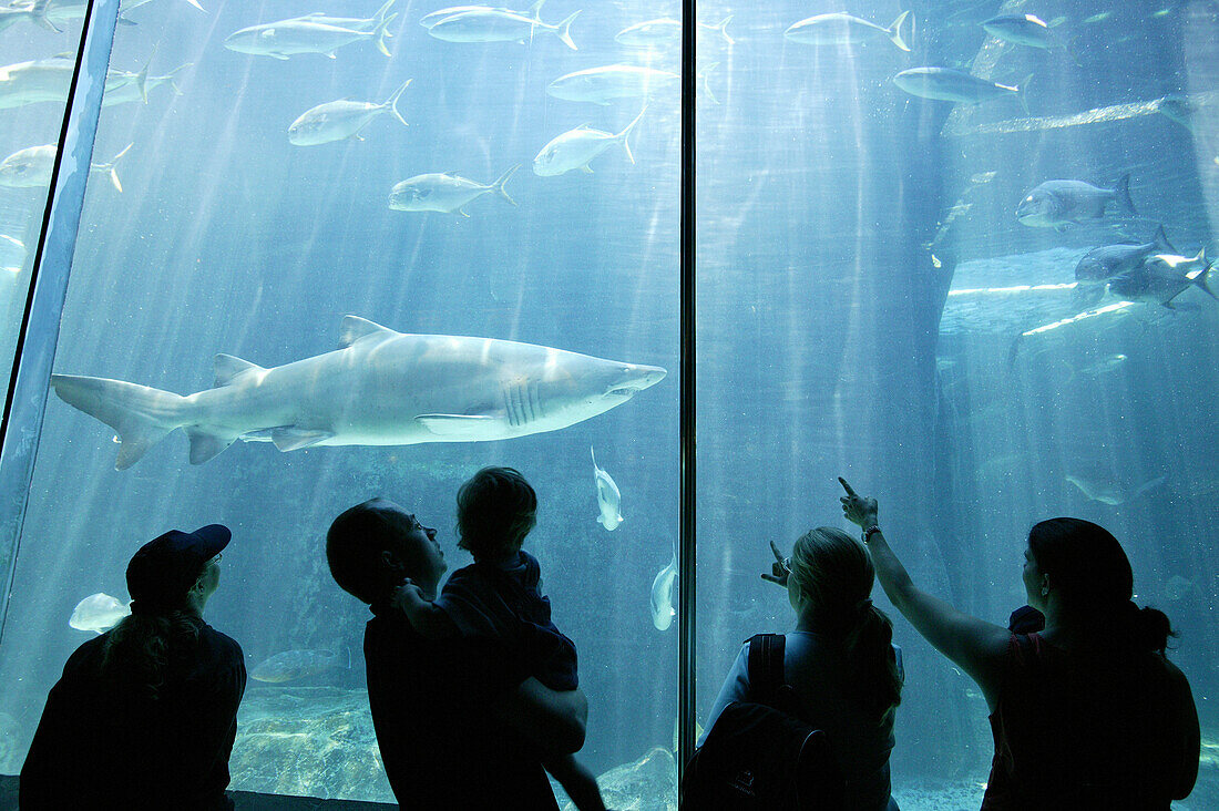 Sharks, visitors, Two Oceans Aquarium, Cape Town, West Cape, South Africa