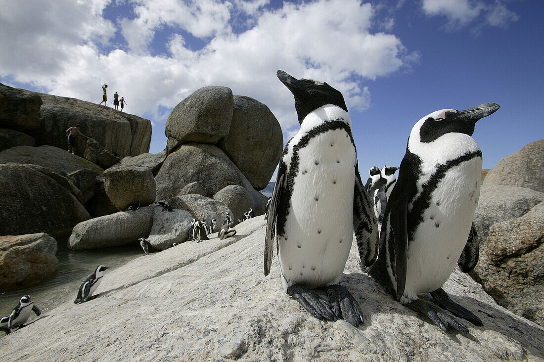 Kolonie Afrikanischer Pinguine, Boulders Beach bei Simons Town, Westkap, Südafrika, Afrika