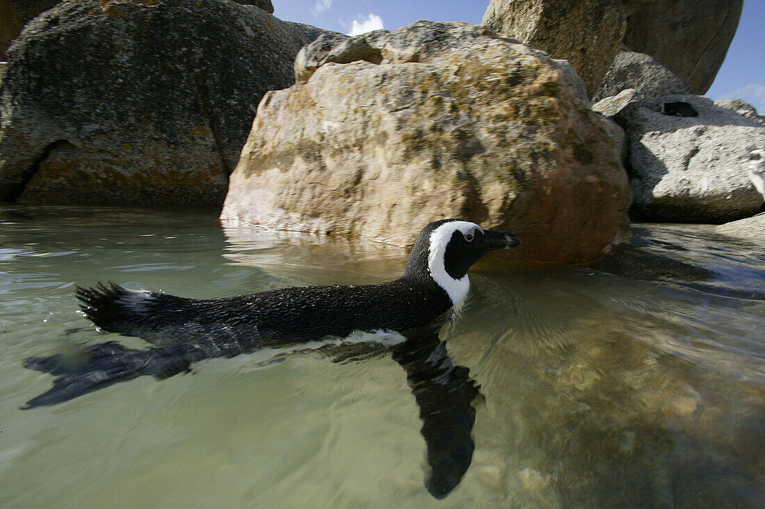 African penguin, boulder beach near Simons Town, Western Cape, South Africa