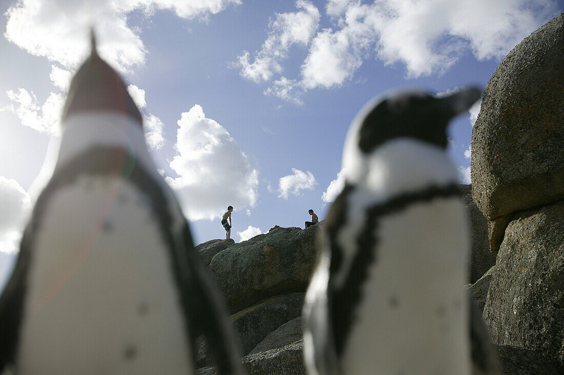 Kolonie Afrikanischer Pinguine, Boulders Beach bei Simons Town, Westkap, Südafrika, Afrika