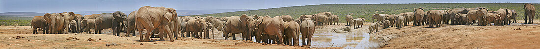Elephants at a water hole, Addo elephant park, Eastern Cape, South Africa
