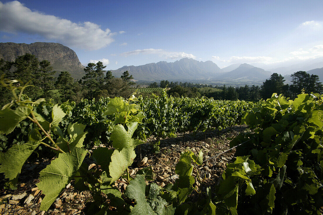 Vineyard at Franschhoek, Wine Region, West Cape, South Africa, Africa