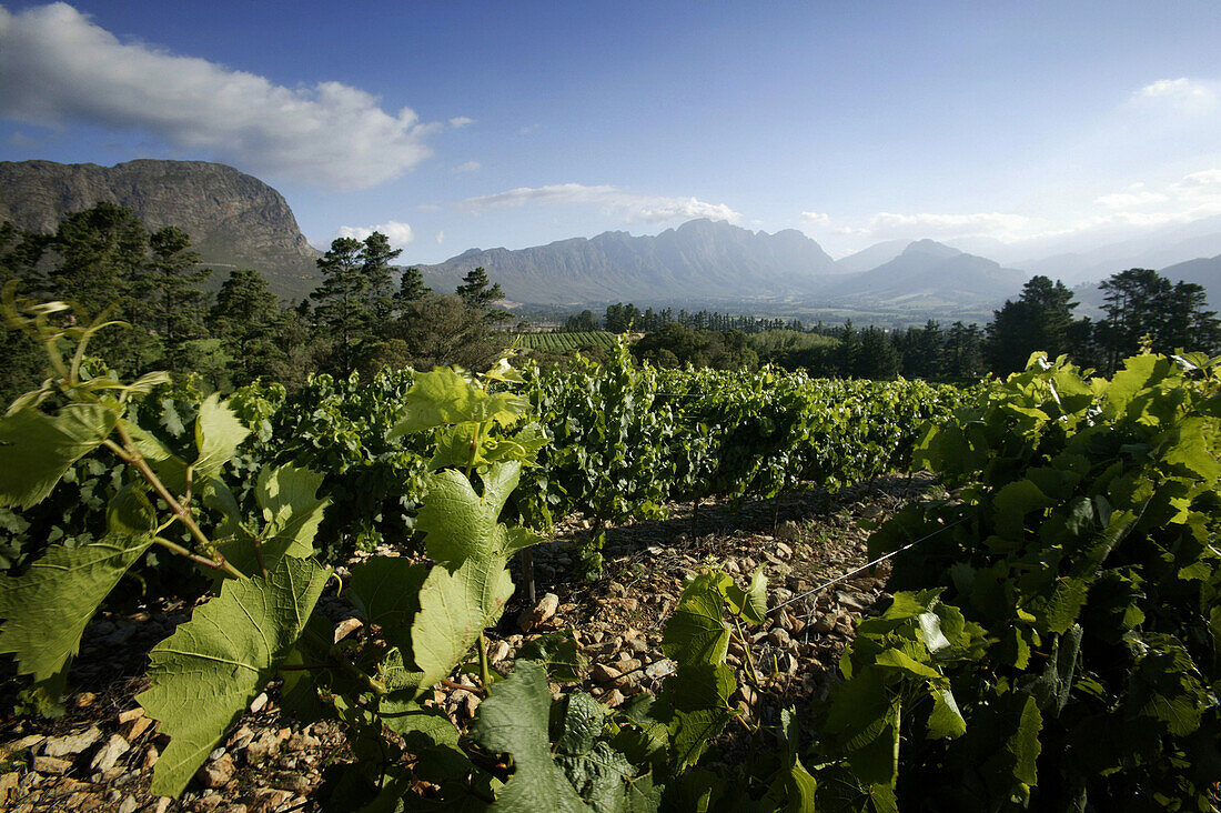 Weinberg bei Franschhoek, Westkap, Südafrika, Afrika