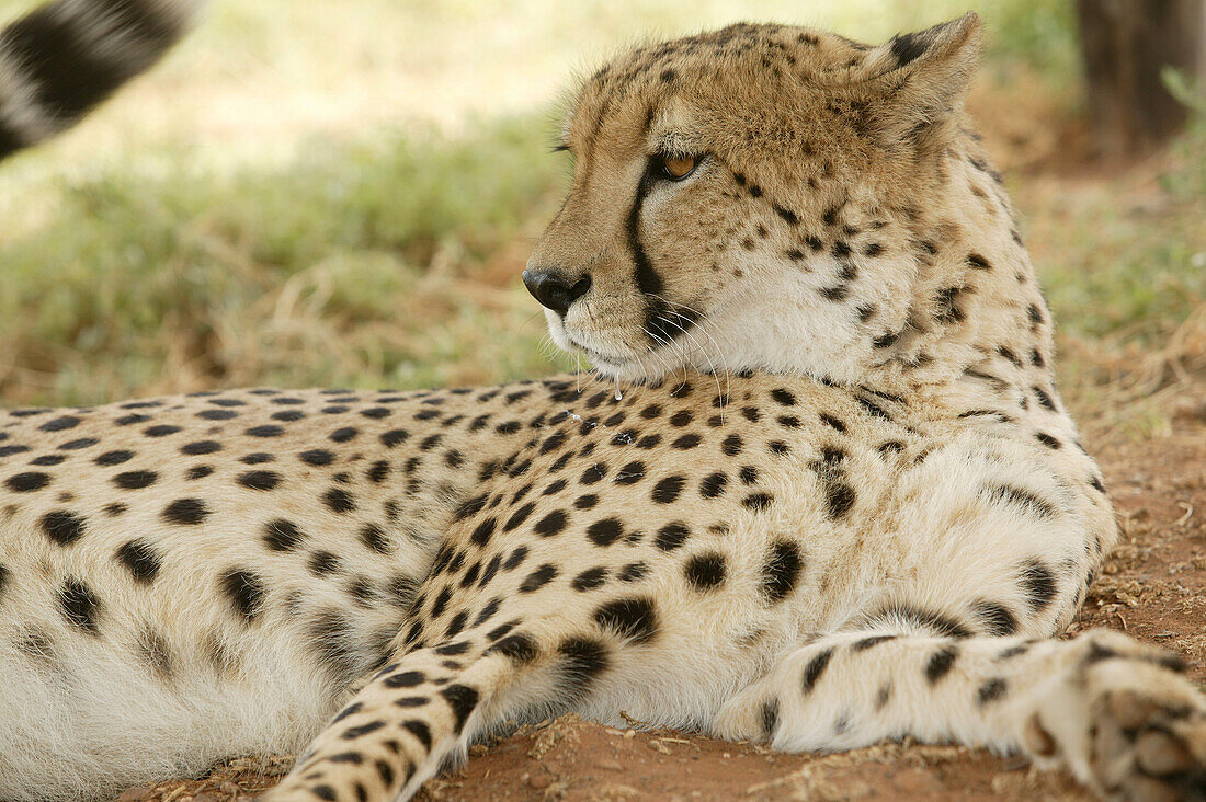 Gepard, Daniells Cheetah breeding farm, Zuchthof in der Nähe von Uitenhage, Ostkap, Südafrika, Afrika