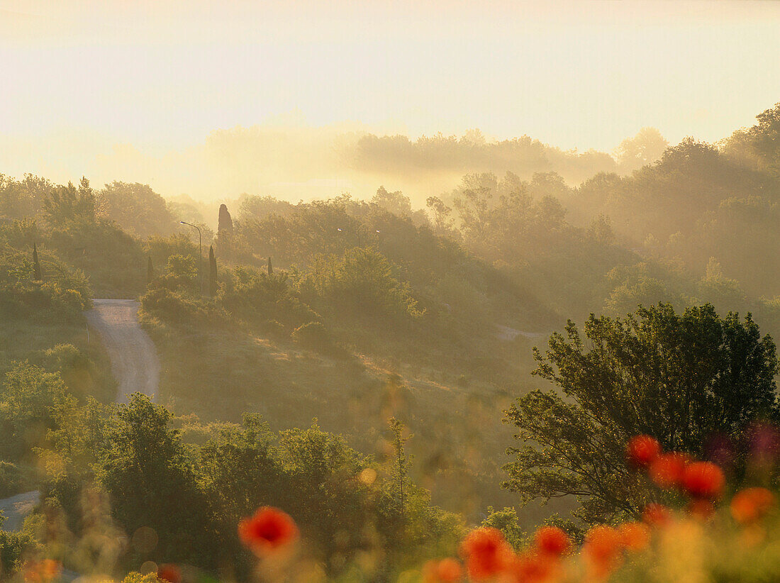 Typische toskanische Landschaft bei Sonnenaufgang, Val d 'Orcia, Toskana, Italien