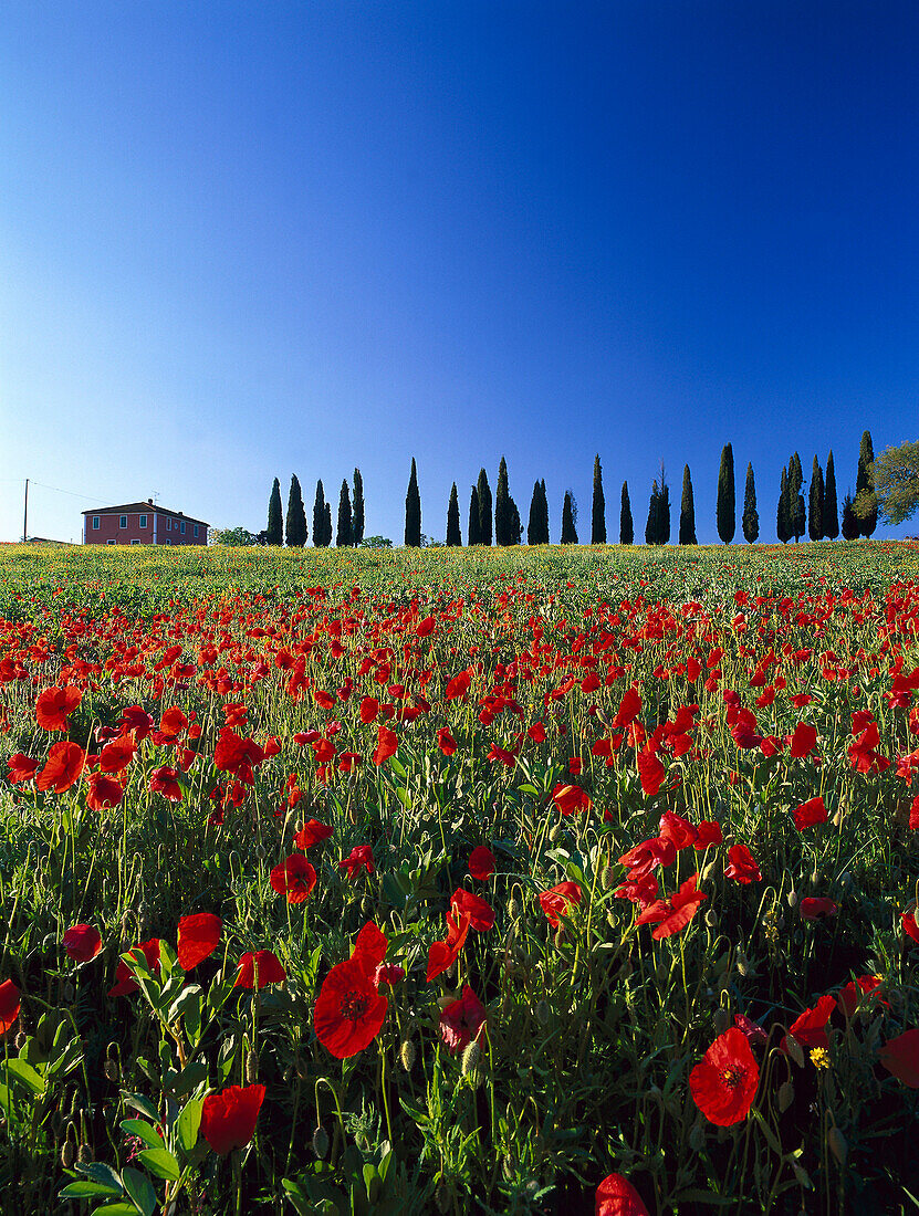 Mohnfeld, Val d' Orcia, Toskana, Italien