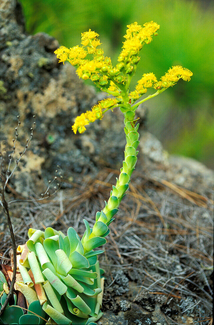 Blühende Aeonium, Kanaren, Spanien