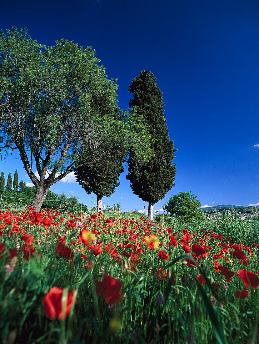 Poppy Seed Field and Cypresses, Chianti, Tuscany, Italy