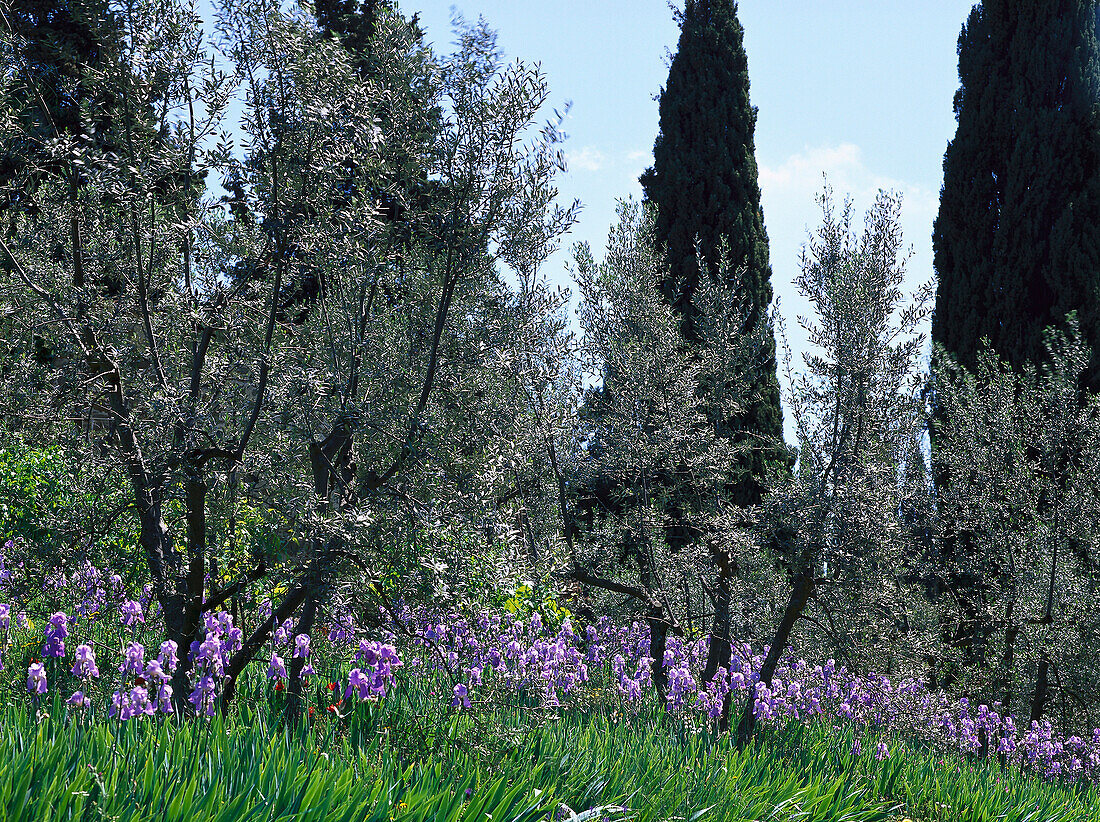 Irises under olive trees, Chianti, Tuscany, Italy