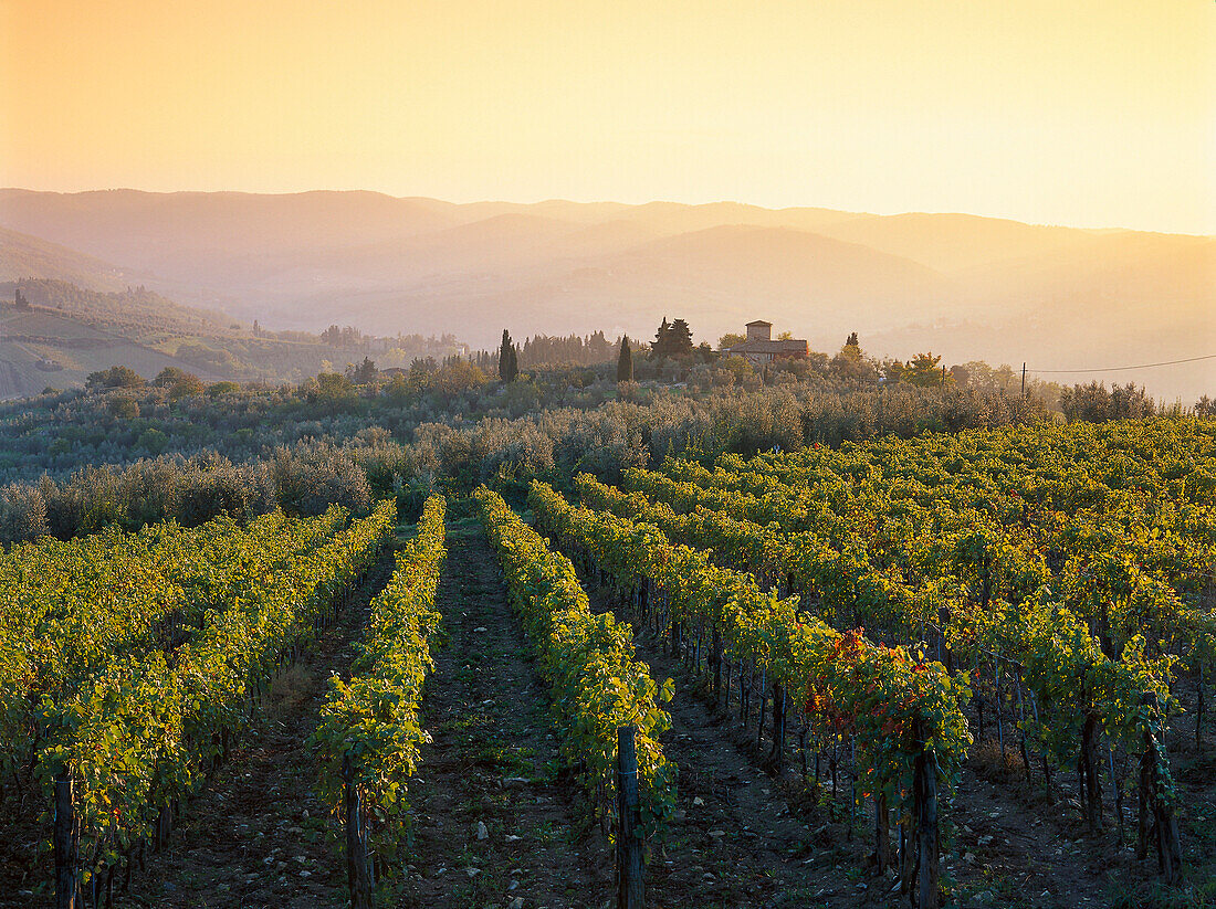 Vineyard and landscape with mansion near Panzano, Chianti, Tuscany, Italy